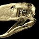 Illustration for article titled Ancient "terror birds" used their mega-beaks to stab prey